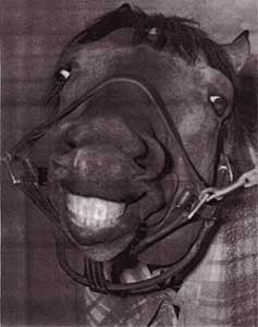 Seabiscuit